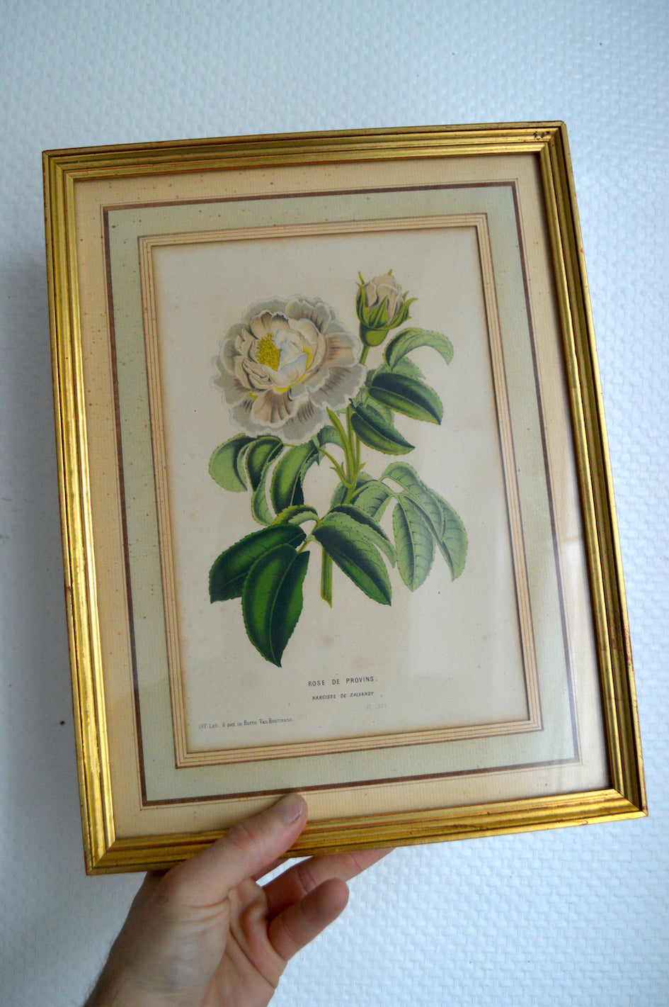 Cadre botanique Rose de Provins