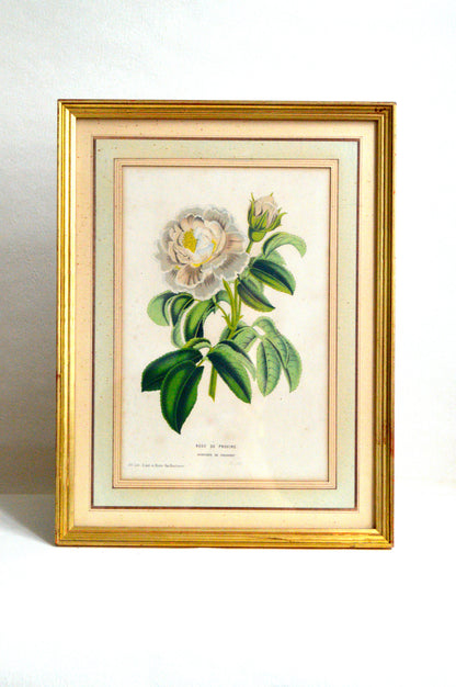 Cadre botanique Rose de Provins