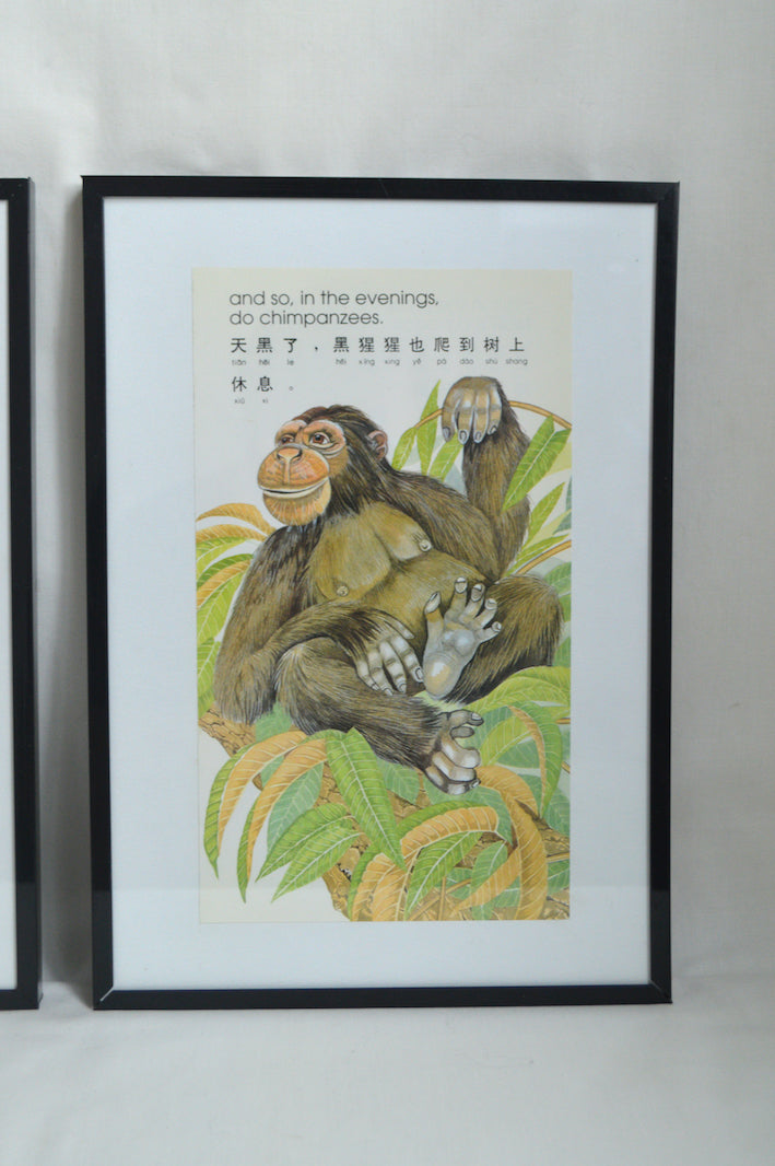 Cadres L'Oiseau et le Chimpanzé