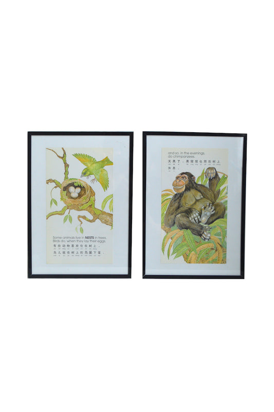 Cadres L'Oiseau et le Chimpanzé