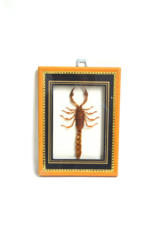 Cadre scorpion naturalisé