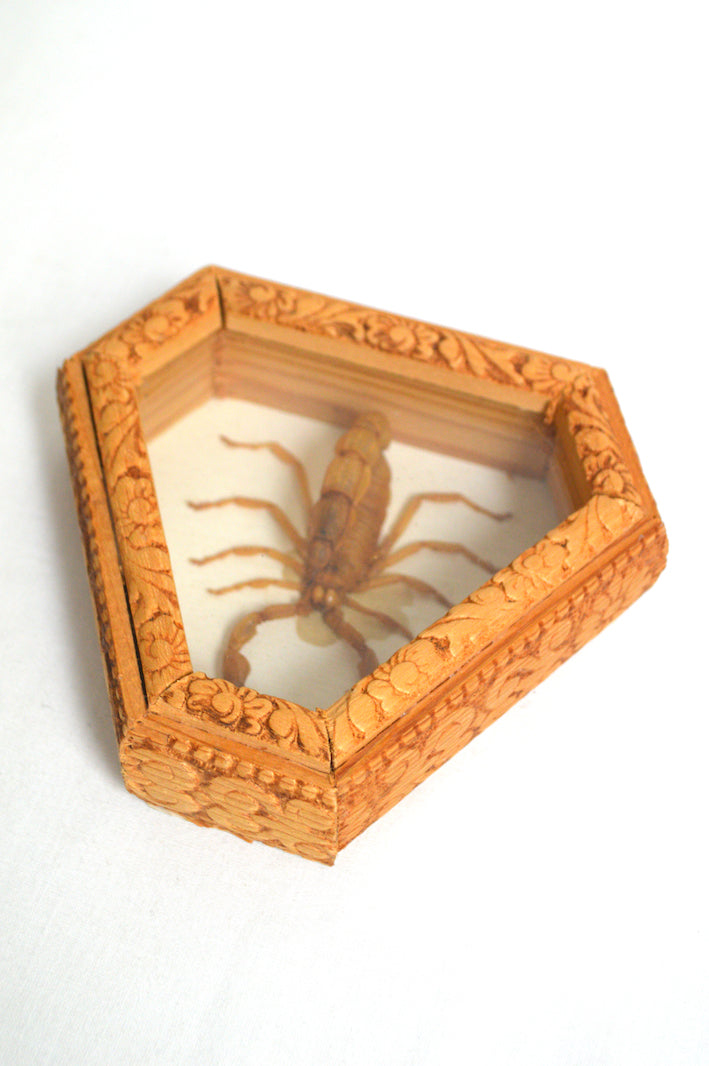 Petit cadre scorpion naturalisé
