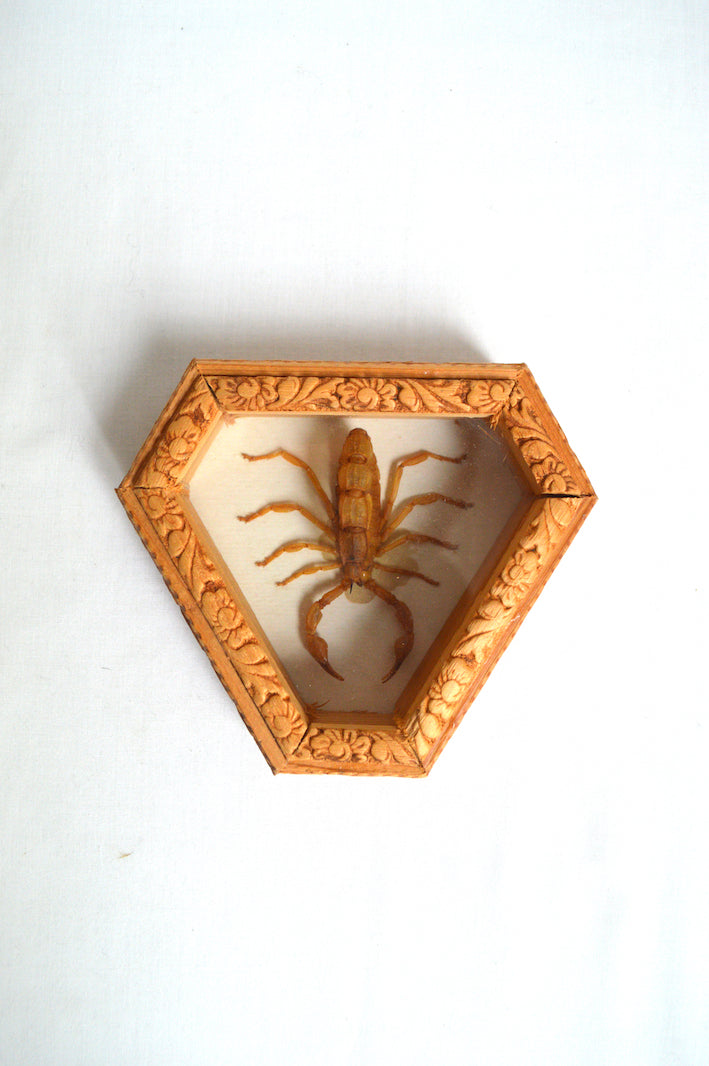 Petit cadre scorpion naturalisé