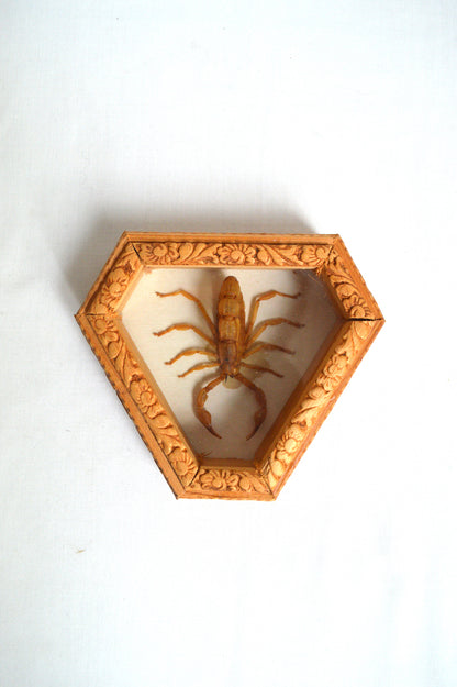 Petit cadre scorpion naturalisé