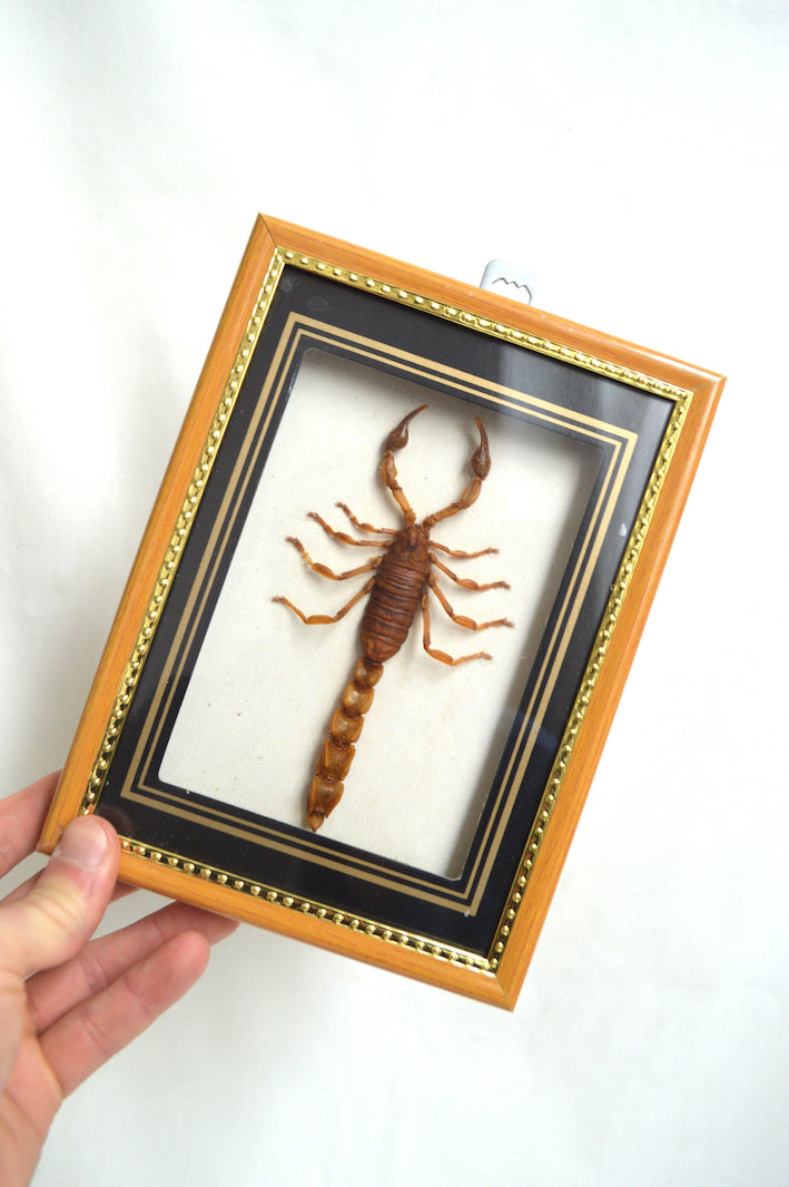 Cadre scorpion naturalisé