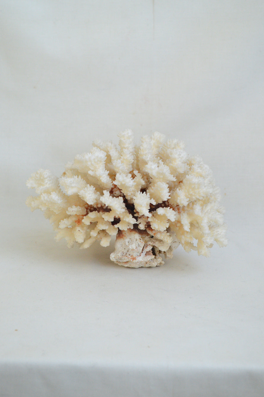 Gros corail blanc