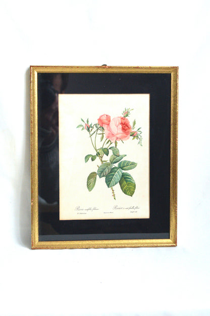 Lithographie Rosa centifolia foliacea