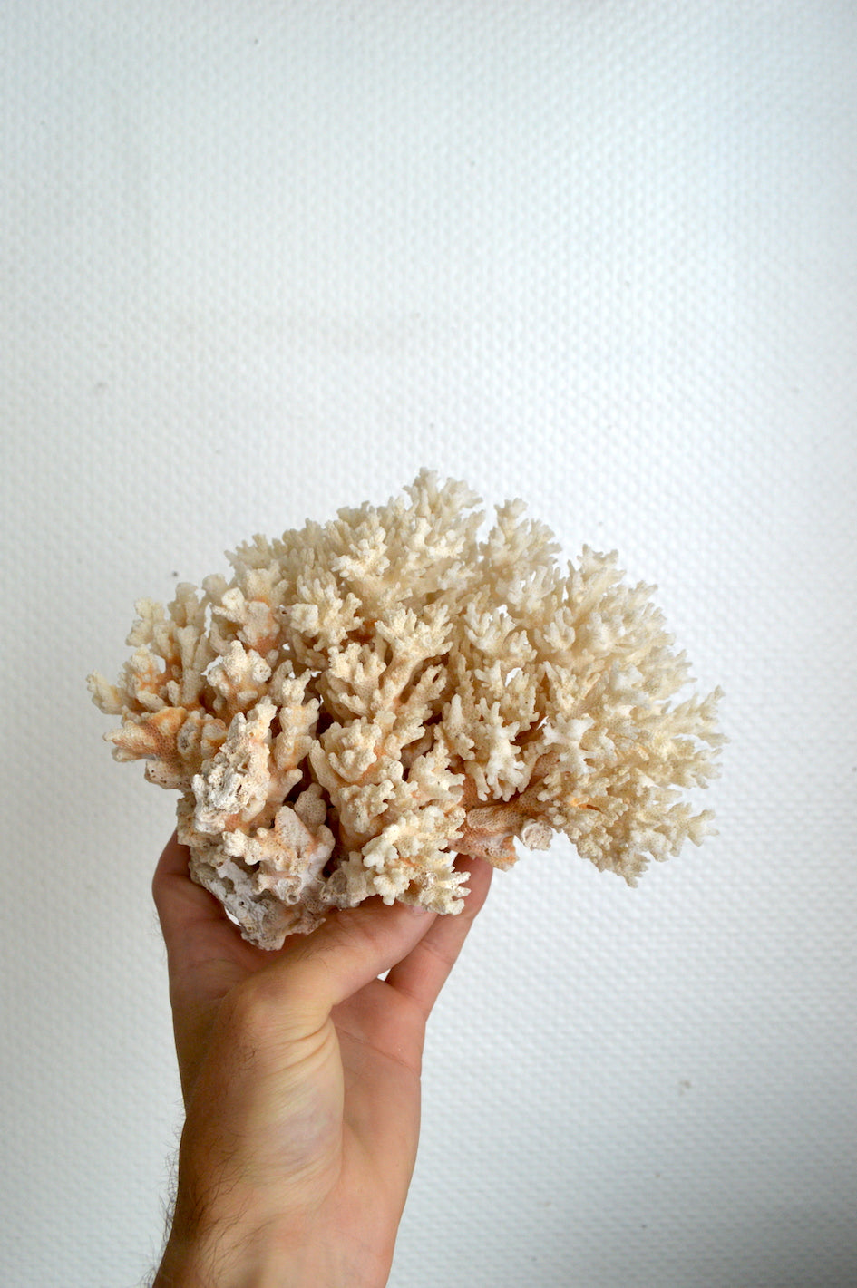 Gros corail blanc