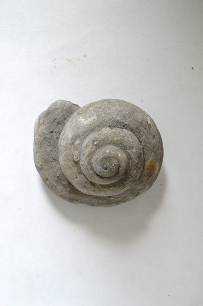 Fossile escargot