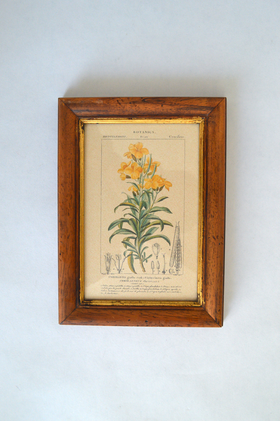 Cadre botanique vintage
