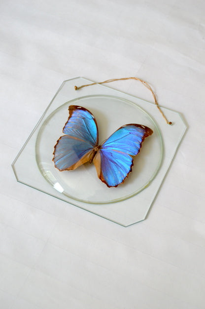 Papillon Morpho naturalisé sous verre bombé