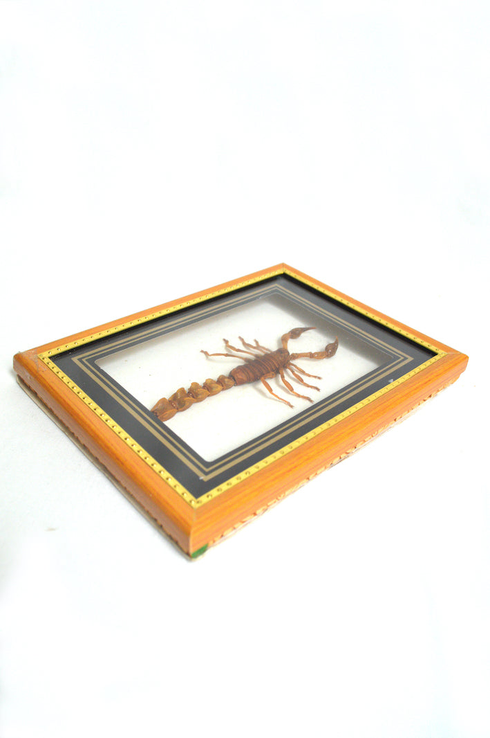 Cadre scorpion naturalisé