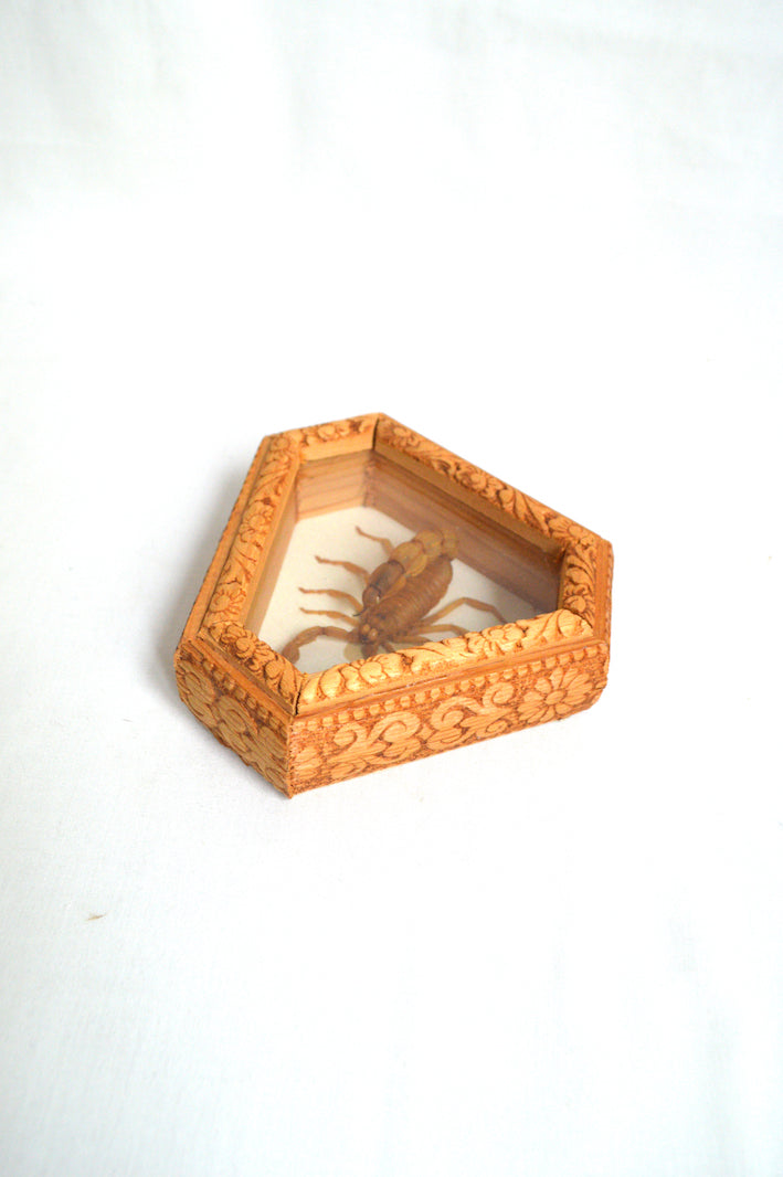Petit cadre scorpion naturalisé