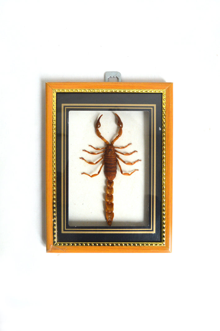 Cadre scorpion naturalisé