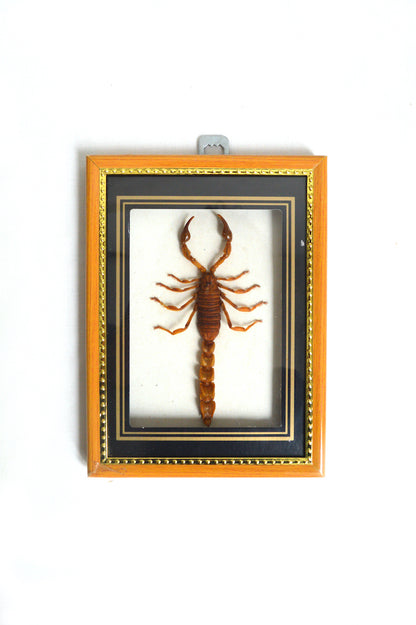 Cadre scorpion naturalisé